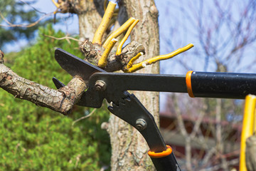 Cutting a branch by pruning shears