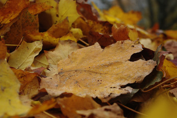 Texture background, close-up of autumn leaves covered ground. Maple leaves in warm shades of orange, ocher, nature concept. Shallow depth of focus.