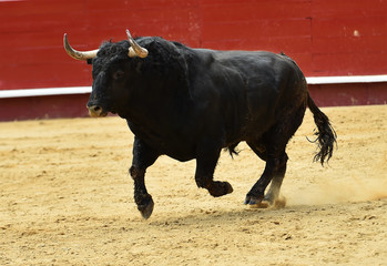 toro negro en espa&ntilde;a