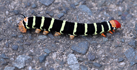 caterpiller wiht black body and light green stirips and orange and black spotted head and feet and red tail, Old San Juan, Puerto Rico, Caribbean