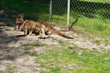 A cute family of furry brown kangaroos playing outdoors in Victoria (Australia) close to Melbourne on a beautiful sunny day
