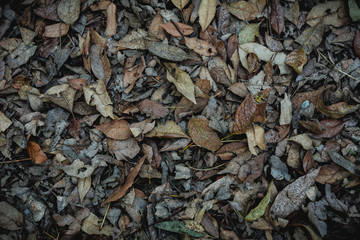 Hojas de otoño