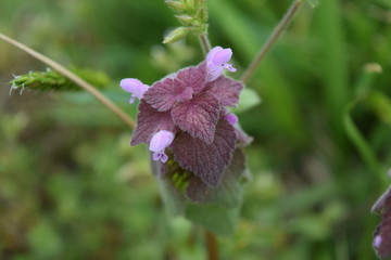 Purple Deadnettle