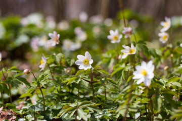 Spring finds it's way