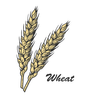 wheat color sketch