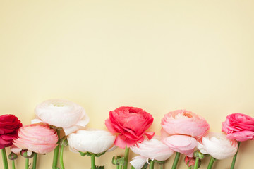 Pink and white ranunculus flowers on yellow background. Flat lay in pastel colors