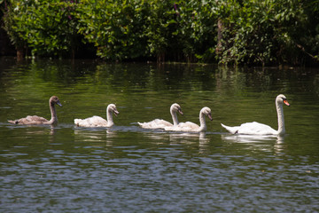 Schwan mit Küken 13