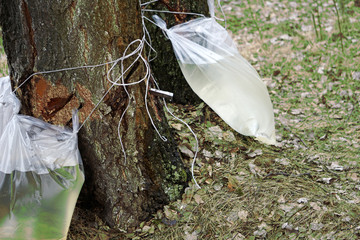 Harvesting of birch sap in a spring forest. Packages for collection of juice, nicks on trunks and dripping tray