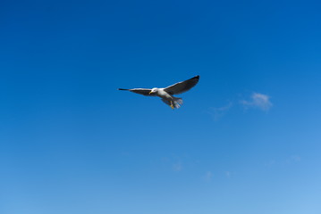 seagull flying in a perfect the sky