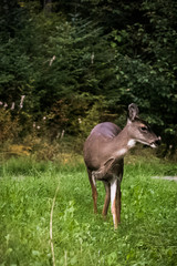 Sitka Blacktail deer on the meadow
