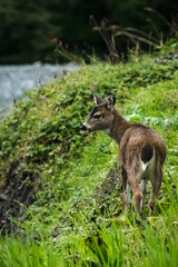 Fawn in Spring