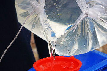 A man pours birch sap from a plastic bag into a can. Harvesting of birch sap in April, Belarus.