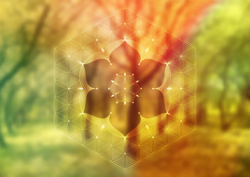 Vector template of banner, horizontal format; Spiritual sacred geometry; "Flower of life" and lotus on psychedelic natural forest photographic background; Yoga, meditation and relax.