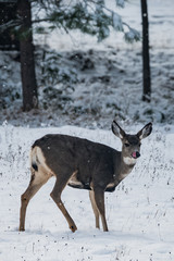 Mule Deer in Winter II