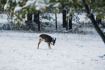 Mule Deer in Winter III