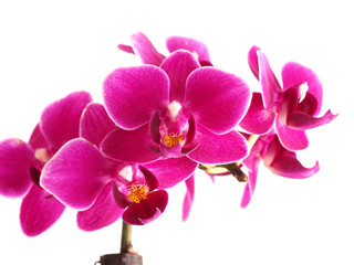Fototapeta na wymiar Pink mini phalaenopsis orchids on white background