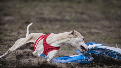 Fototapeta premium Coursing, passion and speed. Whippet dog running in the field. sunny day