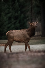 Young Elk on the Move