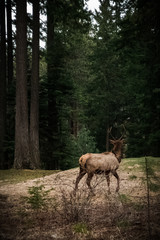 Naklejka na ściany i meble Bull Elk in the Forest