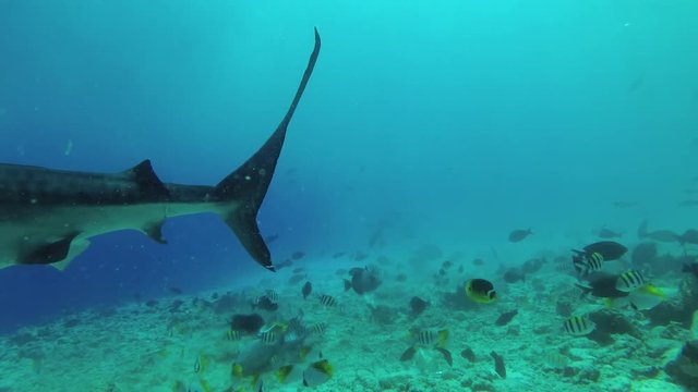 Tiger Shark swim over reef 
