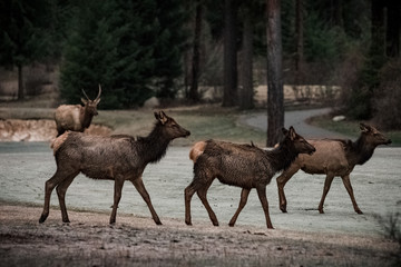 Young Elk on the Move III