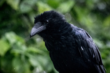 Inquisitive Raven