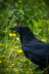 Raven in Spring