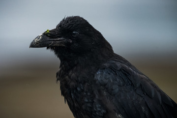 Raven Profile II
