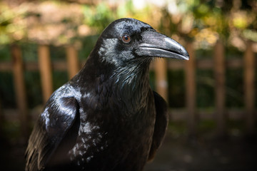 Raven Profile III