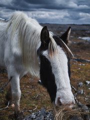 Caballo blanco con manchas negras en Irlanda