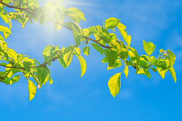 Green spring apple tree leaves close-up on a sky background