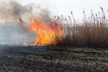 burning reed field