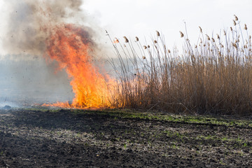burning reed field