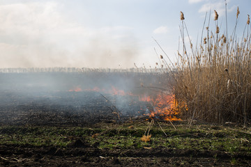 The burning of rice straw in the fields. Smoke from the burning of rice straw in checks. Fire on...
