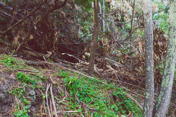 detail of wild bush in Tasmania with exotic vegetation