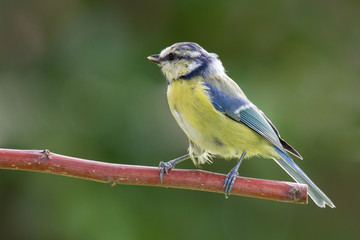 Blaumeise 14