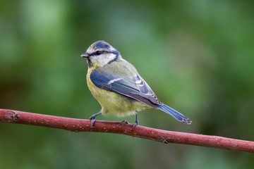 Blaumeise 3
