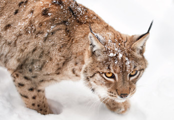 Naklejka na ściany i meble Hunting Lynx in winter on snow on the white background
