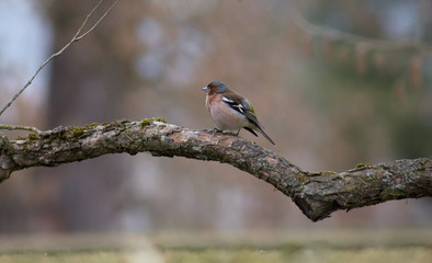 Fringilla coelebs (Fringilla coelebs) is a small vocalist from the family of Flemish Foxes. It is widespread, occurring in all continents of the Eastern Hemisphere, and due to its frequent occurrence 
