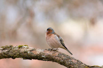 Fringilla coelebs (Fringilla coelebs) is a small vocalist from the family of Flemish Foxes. It is widespread, occurring in all continents of the Eastern Hemisphere, and due to its frequent occurrence 