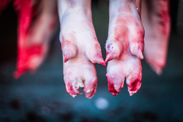 close up of feet of a killed bleed pig hanging at the slaughterhouse