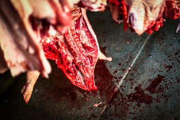half dead bloody pigs hanging in a slaughterhouse after killed from a butcher