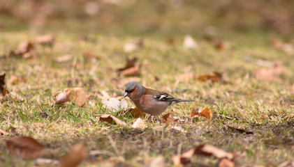 Fringilla coelebs (Fringilla coelebs) is a small vocalist from the family of Flemish Foxes. It is widespread, occurring in all continents of the Eastern Hemisphere, and due to its frequent occurrence 