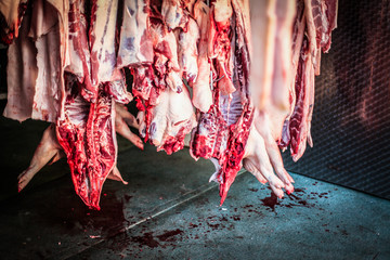half dead bloody pigs hanging in a slaughterhouse after killed from a butcher
