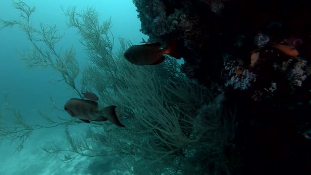 shoal of Common Bigeye swims near coral reef 
