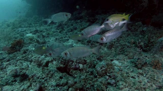 shoal of Common Bigeye swims near coral reef 

