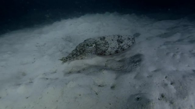 Pharaoh Cuttlefish swim over sandy bottom in the night 
