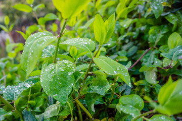 water droplet on dark green foliage, rain drop on leaf nature background