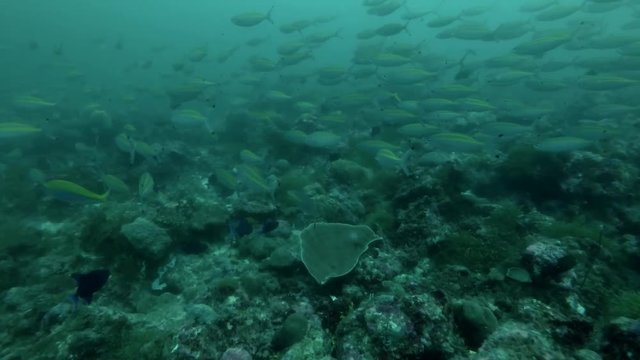 Large school of Lunar Fusilier swim over coral reef
