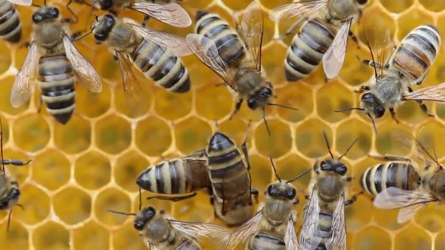 Architectural abilities of bees.
Bees build honeycombs.
